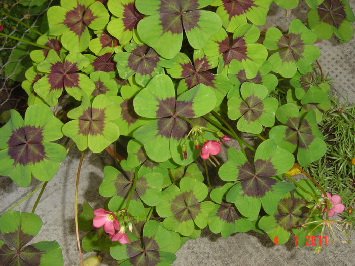 OXALIS