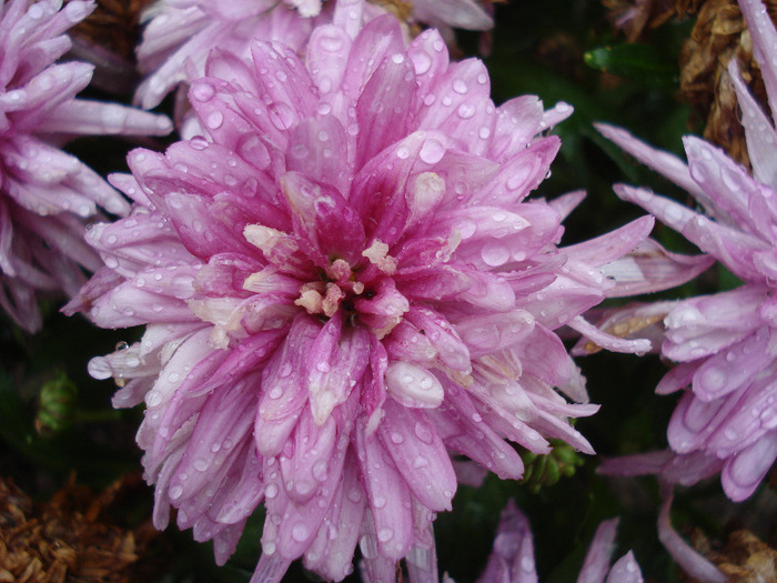 Pink Chrysanthemum (2011, July 03)