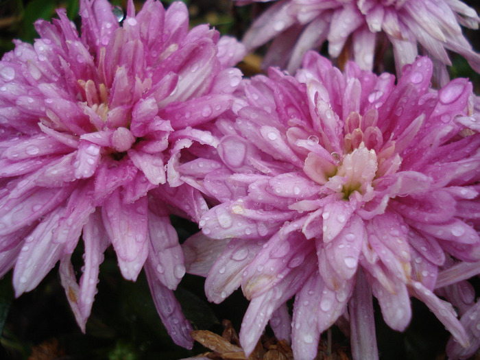 Pink Chrysanthemum (2011, July 03) - Pink Chrysanthemum