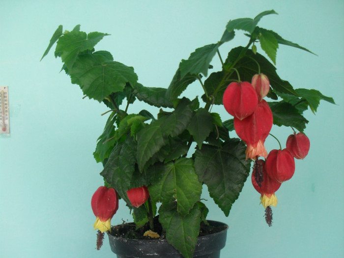 Abutilon Megapotamicum