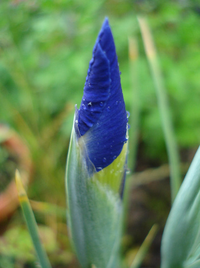 Iris hollandica Blue Magic (2011, July 03)