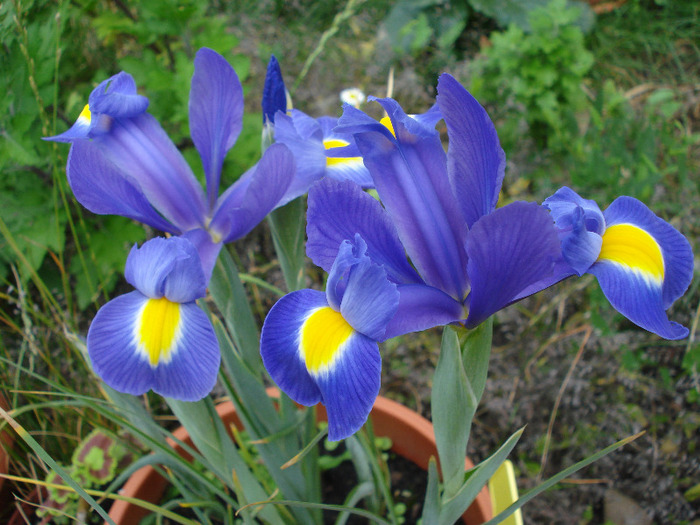 Iris Blue Magic (2011, July 06)