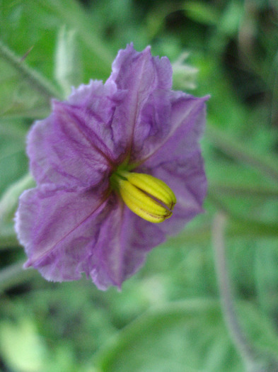 Eggplant Early Purple (2011, July 01)