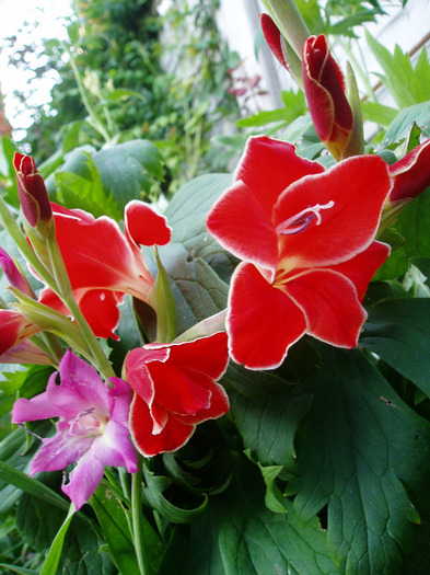 gladiole pitice