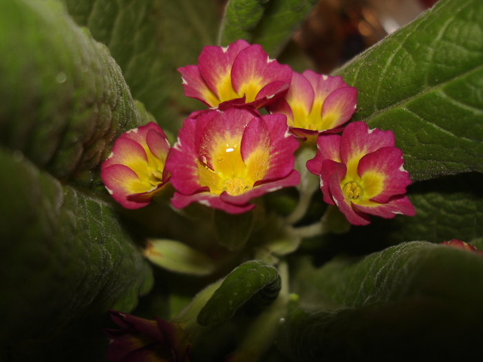 primula