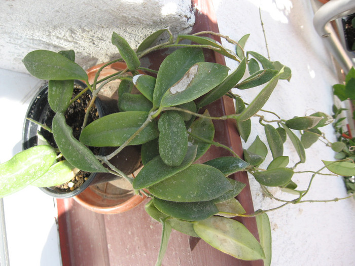 Hoya thompsonii - Hoya