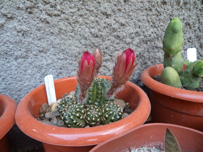 Lobivia cu boboci - Cactusi si suculente 2011