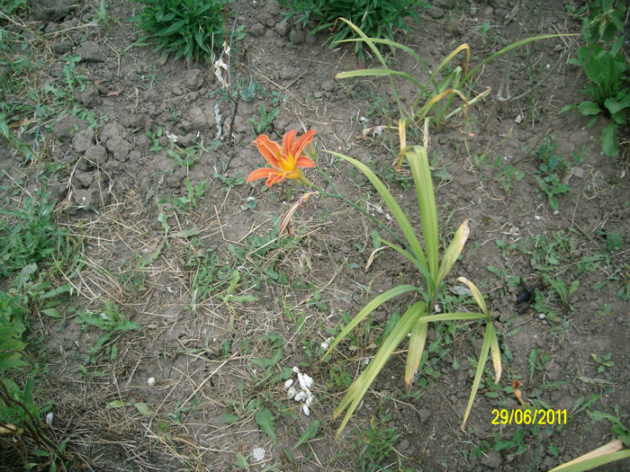 SANY1107 - Gradina de Flori 2011