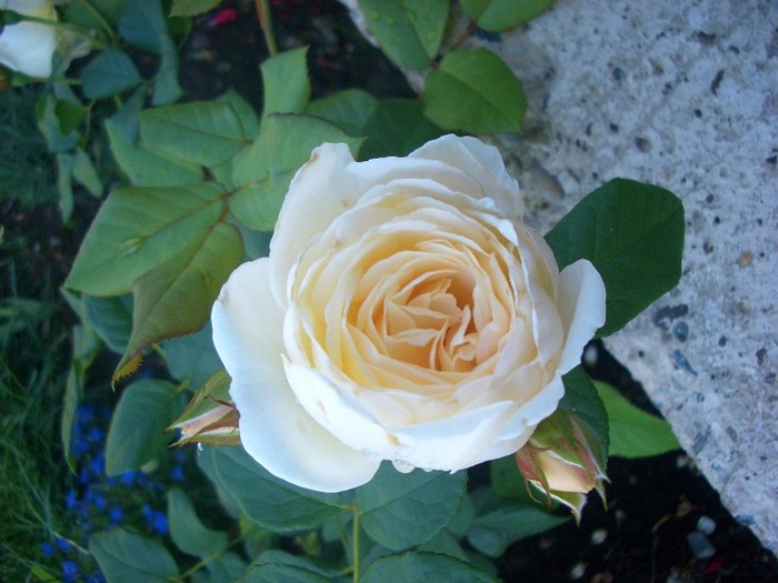 CIMG3899 - trandafiri 2011