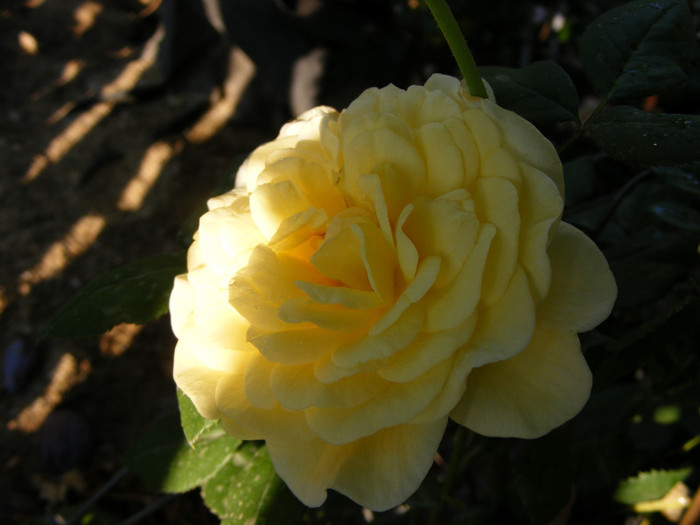 Golden Silk(Melissa); Theahybrid,floare mare,26-40petale,forma centrata,parfum puternic,de citrice(5 din 5 puncte)h0,8-0,9
