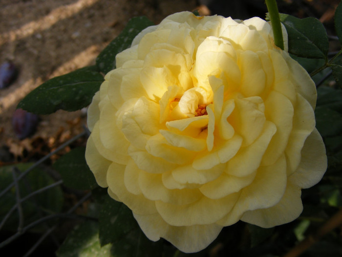 Golden Silk(Melissa); Theahybrid,floare mare,26-40petale,forma centrata,parfum puternic,de citrice(5 din 5 puncte)h0,8-0,9
