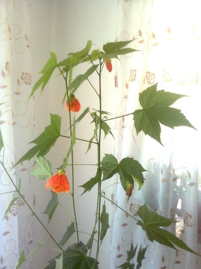 abutilon caramiziu 11.7.2011