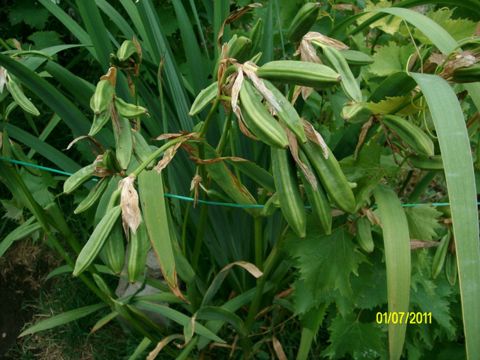 SANY1198 - Gradina de Flori 2011