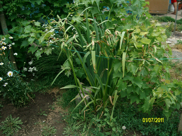 SANY1197 - Gradina de Flori 2011