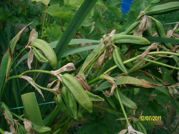 SANY1266 - Gradina de Flori 2011