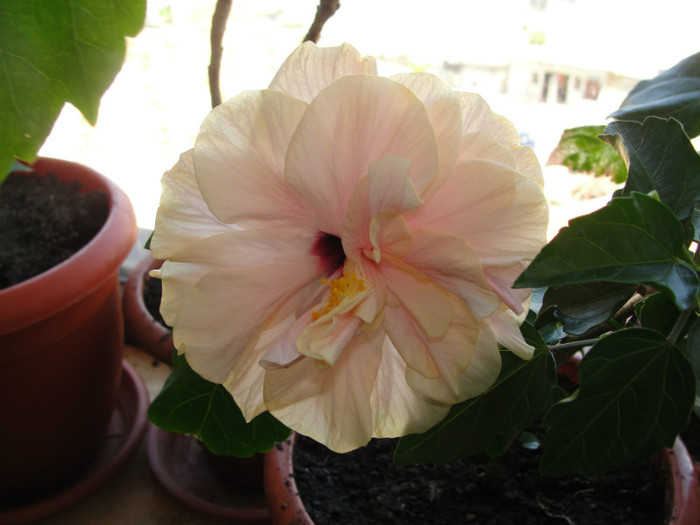 hibiscus roz pal batut- l-am pierdut - C-hibiscus 2011- 1