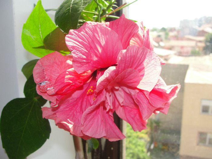 hibiscus siclam batut - C-hibiscus 2011- 1