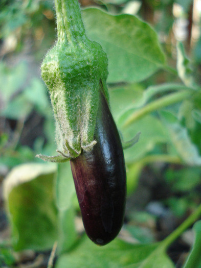 Eggplant Early Purple (2011, July 14)