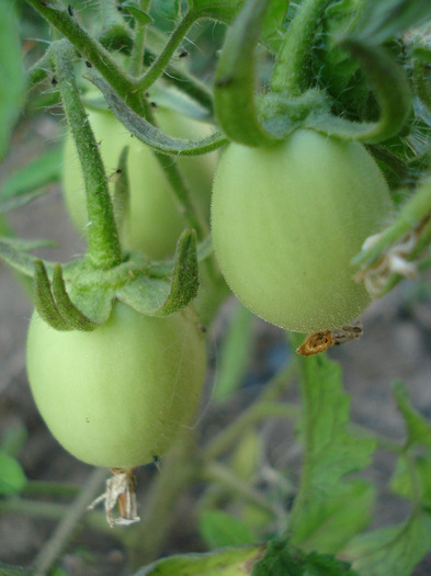 Tomato Campbell (2011, July 10)