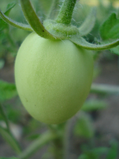 Tomato Campbell (2011, July 10)