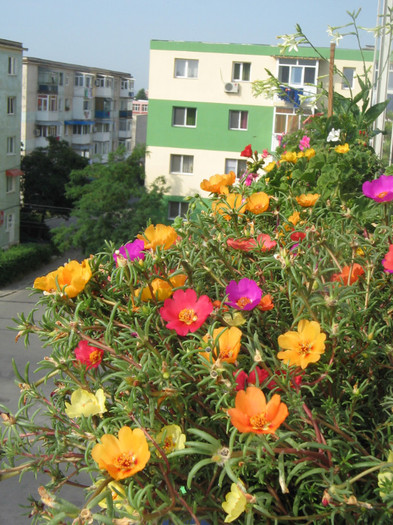 florile de la balconul vecinei Delia