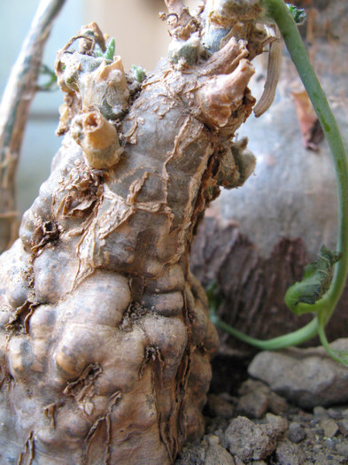 Gerrardanthus macrorrhizus - Caudex Plante cu caudex