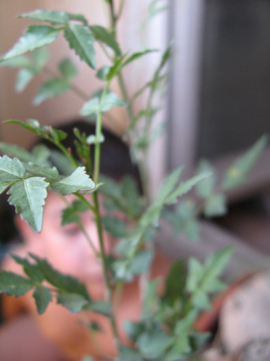 Bursera fagaroides (frunze) - Caudex Plante cu caudex