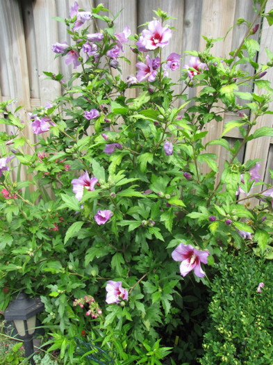 Hibiscus Syriacus 17 iul 2011