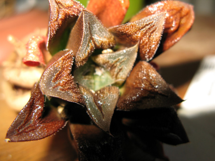 IMG_4713 - Haworthia si Gasteria