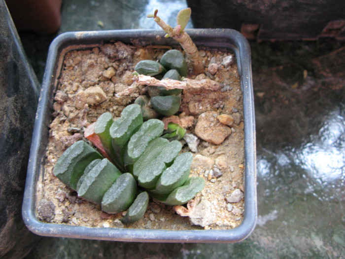 IMG_4721 - Haworthia si Gasteria