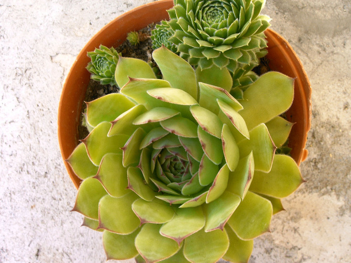 Sempervivum - Cactusi -suculente