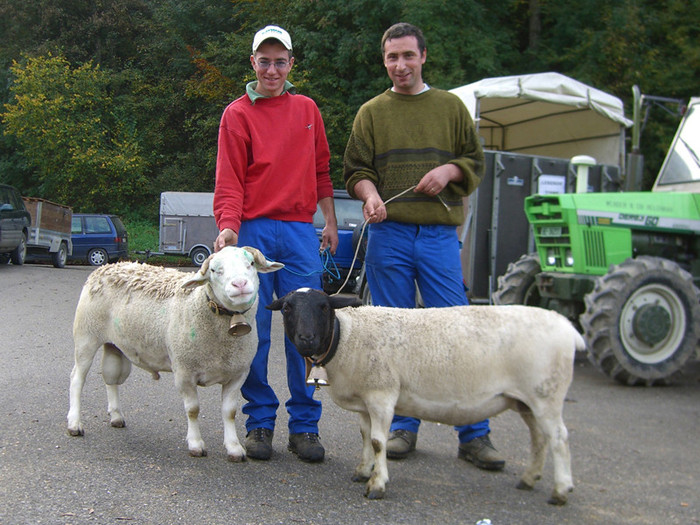 berbeci dorper-licitatie Wels-2011