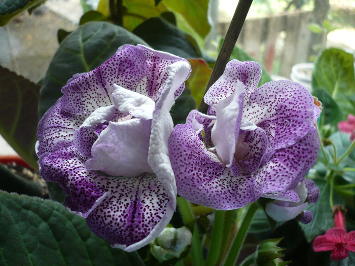 21.07.2011 - zzz-GLOXINIA SI MINISININGIA 2011-iesite din colectie