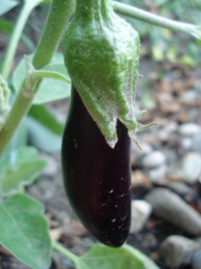 Eggplant Early Purple (2011, July 19) - Eggplants Early Purple