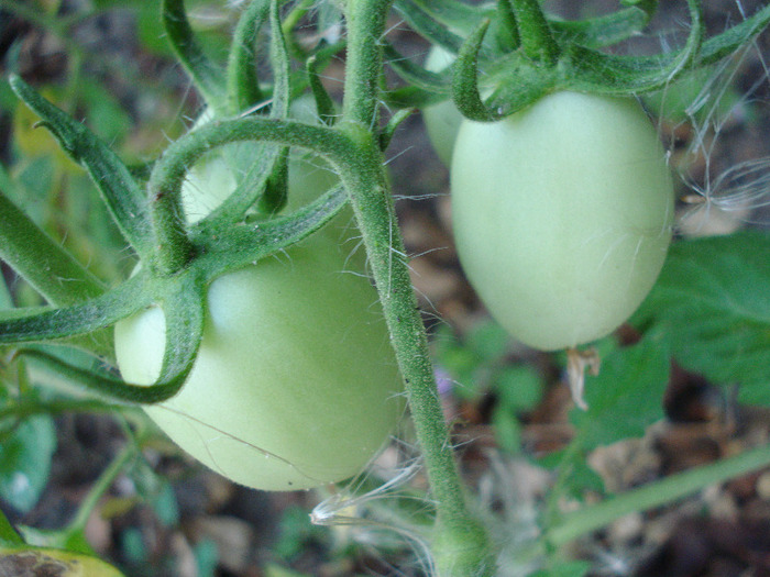 Tomato Campbell (2011, July 19)