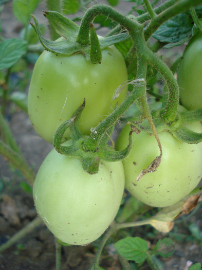 Tomato Campbell (2011, July 19)
