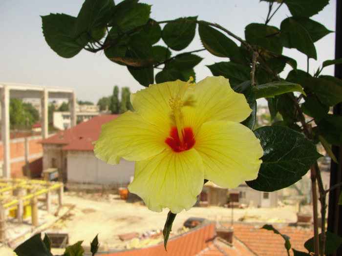 hibi galben cu ochi rosu - C-hibiscus 2011- 1