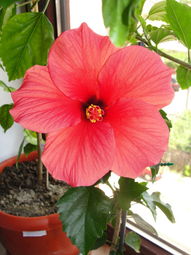 hibi somon simplu, corinap - C-hibiscus 2011- 1