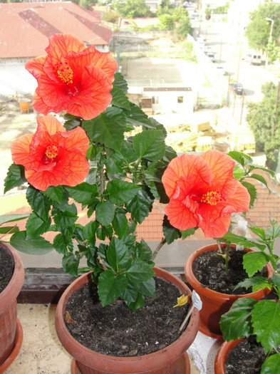 hibi portocaliu gofrat-ankara, corinap - C-hibiscus 2011- 1