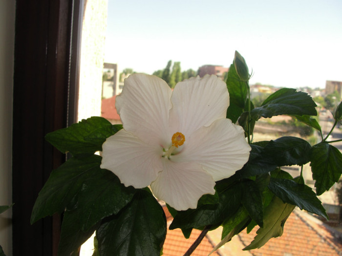 hibi san remo - C-hibiscus 2011- 1