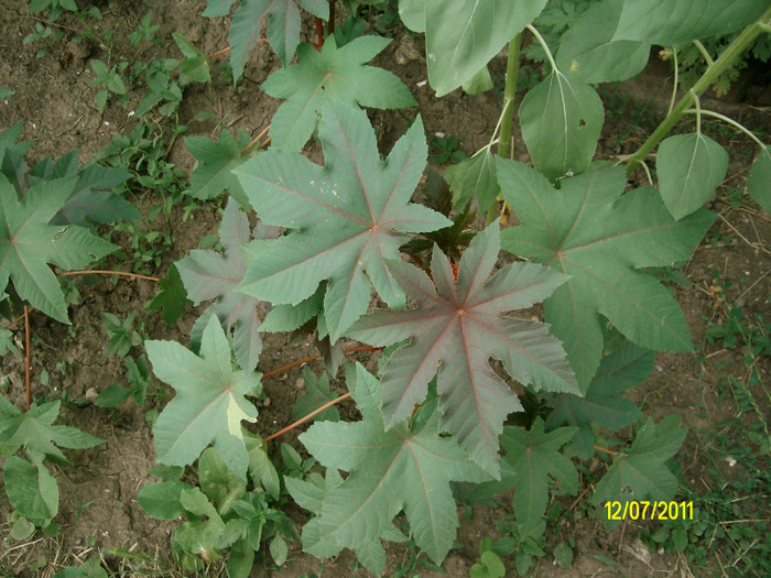 Ricin iulie 2011 - Ricin Seminte - Boabe Ricinus Communis - Vanzare