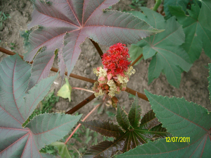 SANY1512 - Ricin Seminte - Boabe Ricinus Communis - Vanzare