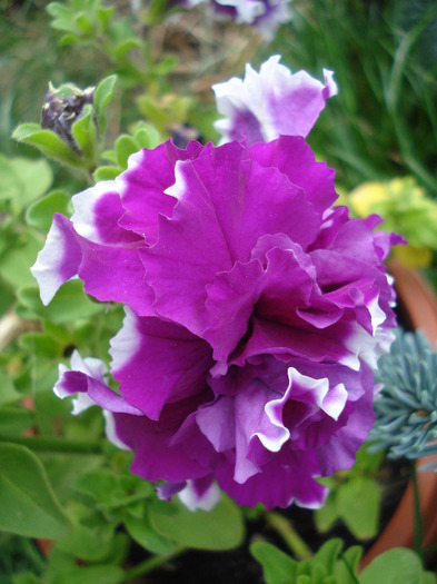 Petunia Double Purple (2011, July 06)