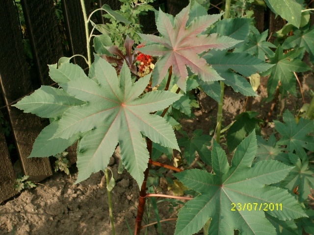 SANY1732 - Ricin Seminte - Boabe Ricinus Communis - Vanzare