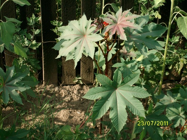 SANY1733 - Ricin Seminte - Boabe Ricinus Communis - Vanzare