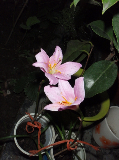 Zephyranthes(Habranthus)iunie 2011