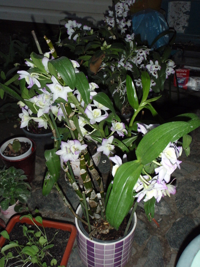 cei 2 dendro infloriti in mai-iun - Dendrobium nobile etc