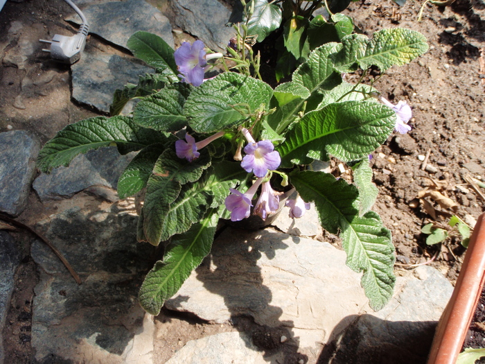 Streptocarpus