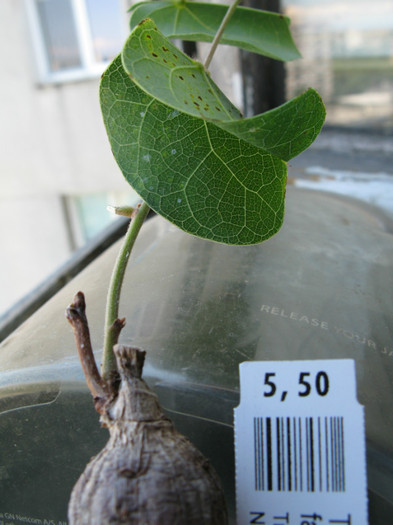 Tylosema fassoglensis - Caudex Plante cu caudex