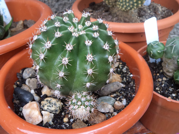 Echinopsis - Cactusi identificati